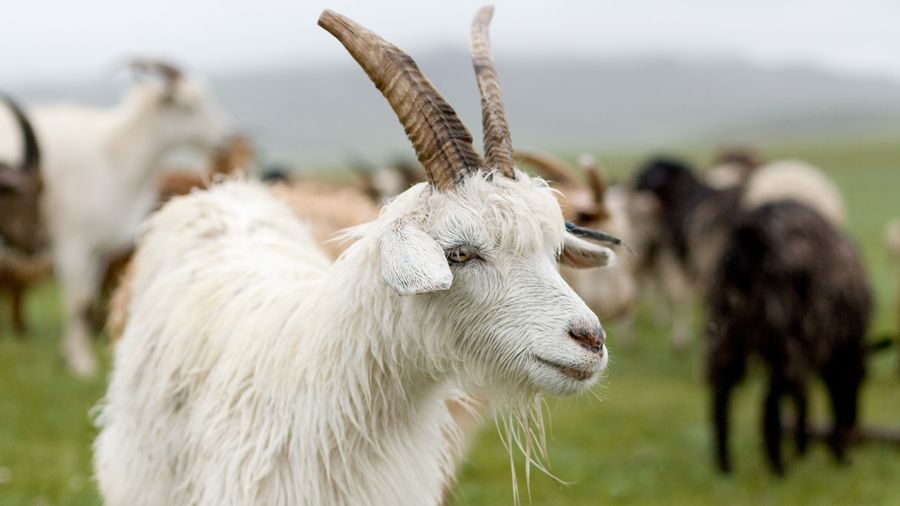 tretford Kaschmir-Ziege aus dem Hochland der Mongolai